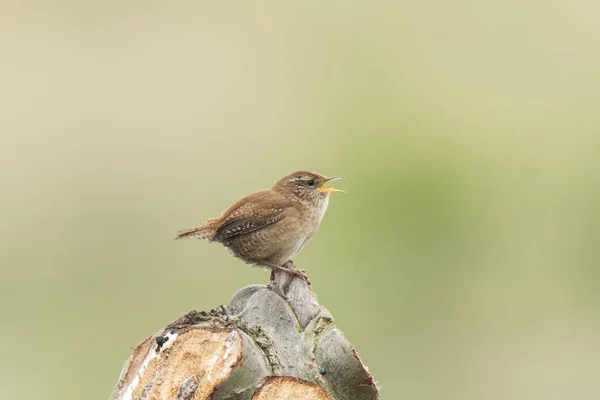 Euroasijské Wren Troglodytes troglodytes ptačí zpěv detail — Stock fotografie