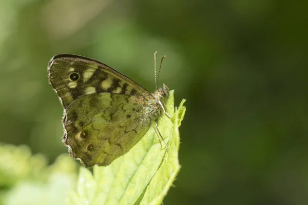 Papillon en bois moucheté Pararge aegeria vue de côté — Photo