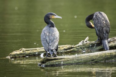 Büyük karabatak kanatları kurutma