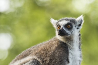 Halka kuyruklu lemur (Lemur catta)