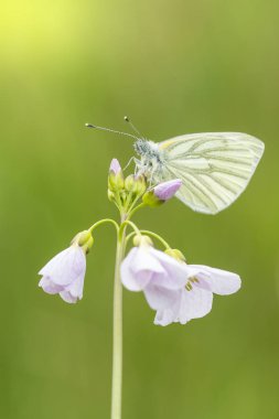Yeşil damarlı beyaz (Pieris napi) kelebek dinlenme ve n besleme
