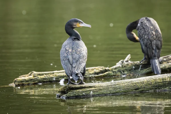 Büyük karabatak kanatları kurutma