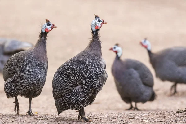 Closeup of helmeted guineafowl (Numida meleagris) birds