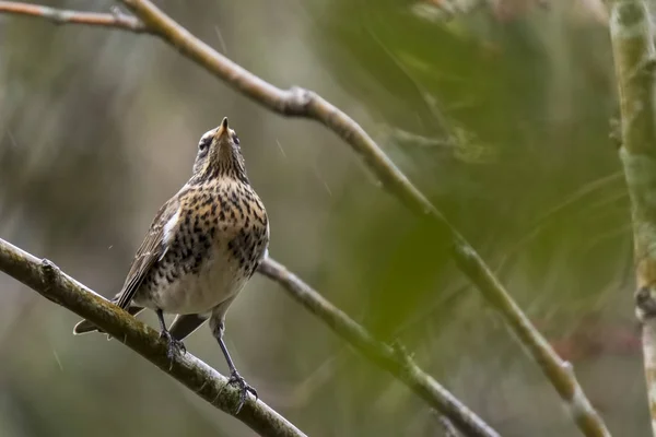 Fieldfare bird, Turdus pilaris, eating berries — Stock Photo, Image