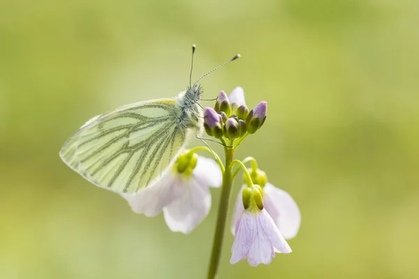 Green-veined white (Pieris napi) butterfly resting and feeding n