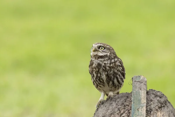 Closeup portrait Little owl, Athene noctua, perched while huntin — Stock Photo, Image