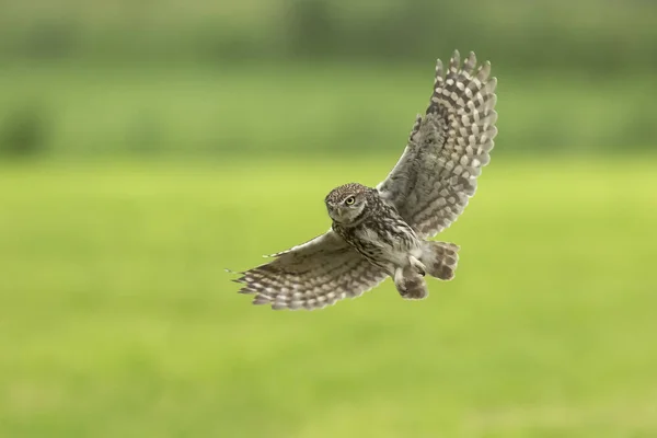 Petite chouette, Athene noctua, chasse en vol ailes déployées — Photo