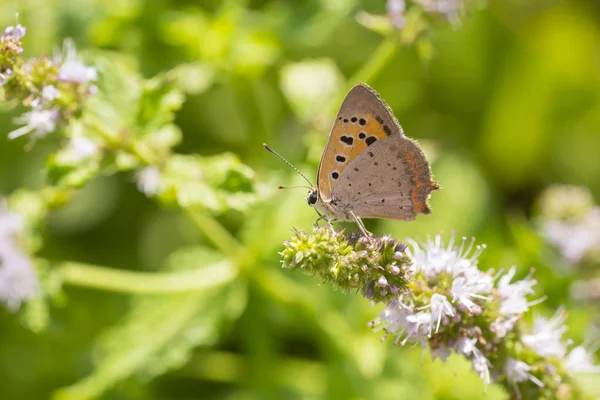 Küçük ya da ortak bakır kelebek lycaena phlaeas portre