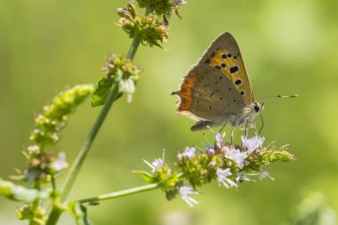 Küçük ya da ortak bakır kelebek lycaena phlaeas portre