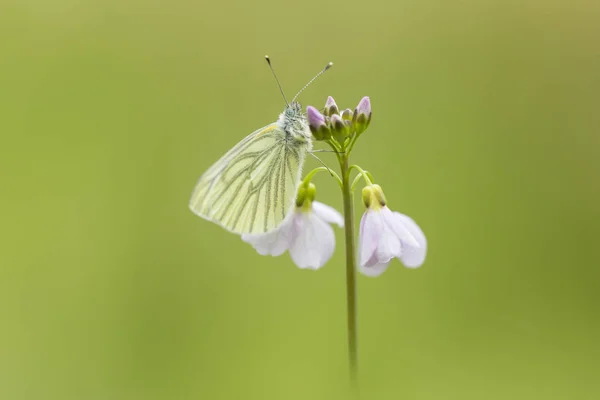 Зеленожильный белый (Pieris napi) бабочка отдыхает и кормит n — стоковое фото