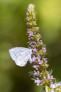 holly mavi (Celastrina argiolus) kelebek besleme