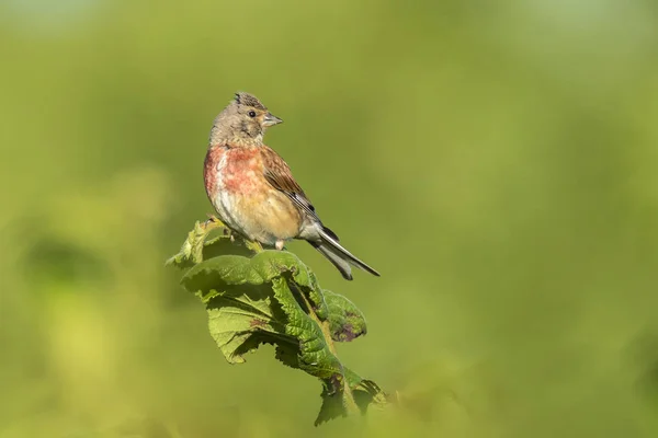 Macho Linnet pássaro com peito vermelho, Carduelis canabina, cantando — Fotografia de Stock