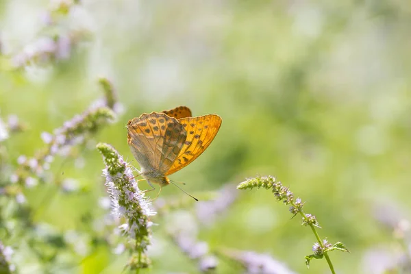 Stříbro prané fritillary motýl Argynnis paphia closeup — Stock fotografie