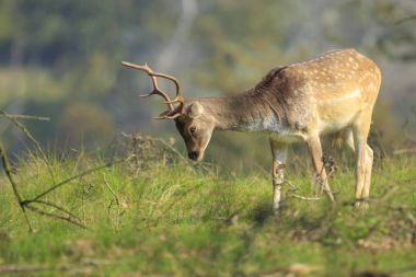 Alageyik, Dama Dama, yeşil bir ormanda, yakın çekim