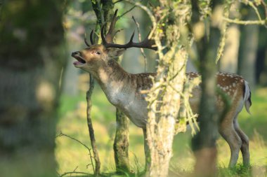 Bir alageyik, Dama Dama, ruting davranış yakın çekim