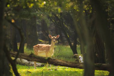 Güneş ışığı altında karanlık bir ormanda ayakta nadas Deear açık kahverengi