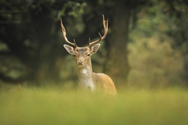 Genç alageyik buck, Dama Dama, karanlık bir ormanda yürüyüş