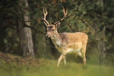 Genç alageyik buck, Dama Dama, karanlık bir ormanda yürüyüş