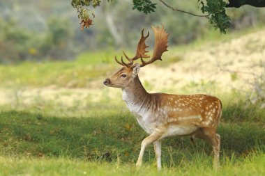 Bir ormanda yürüyüş büyük geyik boynuzu ile büyük alageyik buck