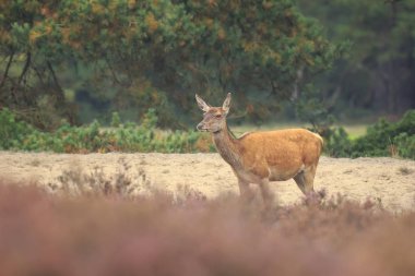 Dişi kırmızı geyik doe Cervus elaphus yakın çekim