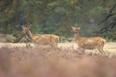 Dişi kırmızı geyik doe ve açık kahverengi Cervus elaphus yakın çekim