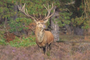 Kızıl geyik Cervus elaphus buck moorland yılında yakın çekim