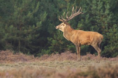 Kızıl geyik Cervus elaphus buck moorland yılında yakın çekim