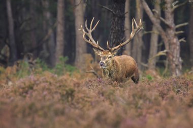Kızıl geyik bir ormanda sonbahar s sırasında çiftleşme Cervus elaphus bekarlığa