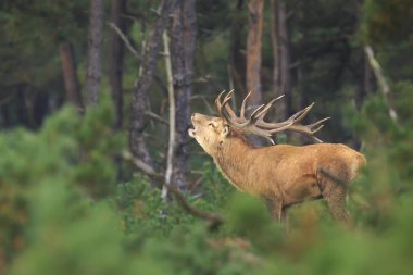 Kızıl geyik bir ormanda sonbahar s sırasında çiftleşme Cervus elaphus bekarlığa