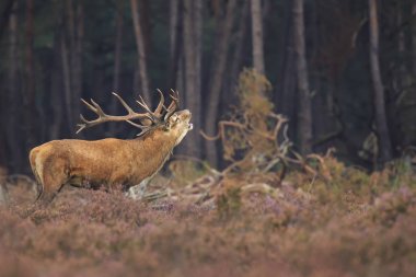 Kızıl geyik bir ormanda sonbahar s sırasında çiftleşme Cervus elaphus bekarlığa