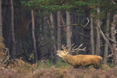 Kızıl geyik bir ormanda sonbahar s sırasında çiftleşme Cervus elaphus bekarlığa