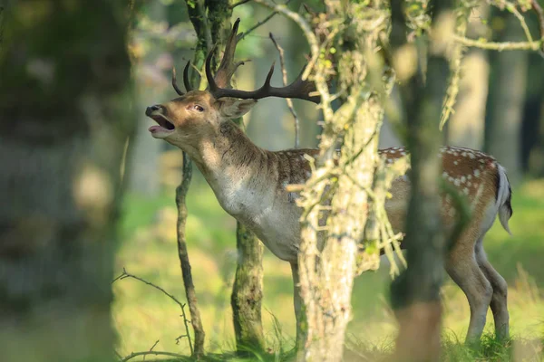 Bir alageyik, Dama Dama, ruting davranış yakın çekim