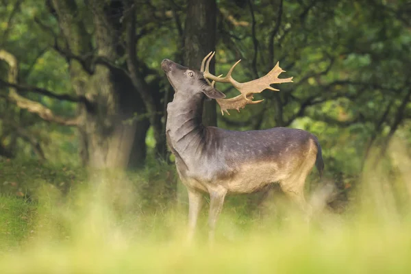 Alageyik, Dama Dama, gururla poz büyük geyik boynuzu ile.