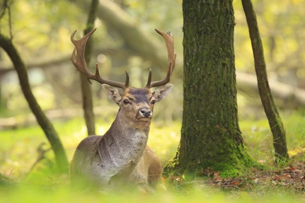 Büyük alageyik dinlenme büyük boynuzları ile buck