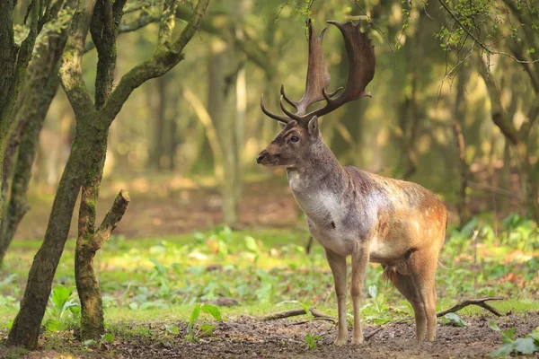 Büyük boynuzlu bir ormanda yürüyüş büyük alageyik geyik