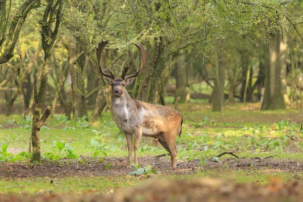 Büyük boynuzlu bir ormanda yürüyüş büyük alageyik geyik