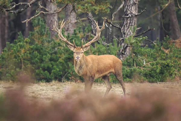 Edelhert-Cervus elaphus buck in moorland close-up — Stockfoto