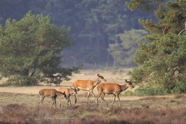 Dişi kırmızı geyik doe ve açık kahverengi Cervus elaphus yakın çekim