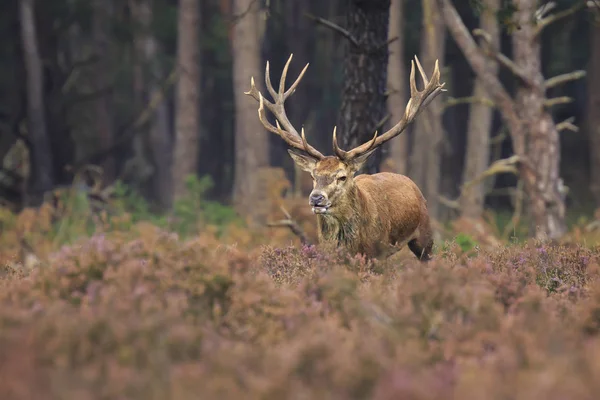Kızıl geyik bir ormanda sonbahar s sırasında çiftleşme Cervus elaphus bekarlığa