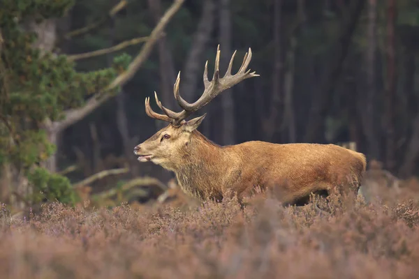Red deer stag Cervus elaphus spårbildning i en skog under hösten s — Stockfoto