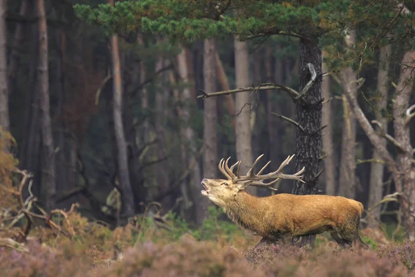 Edelhert stag Cervus elaphus rutting in een forest tijdens herfst s — Stockfoto