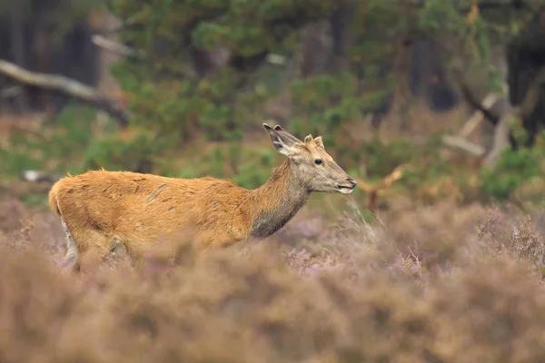 Vrouwelijke rode herten doe en fawn Cervus elaphus close-up — Stockfoto