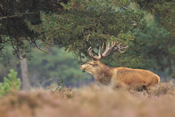 Kızıl geyik Cervus elaphus buck moorland yılında yakın çekim