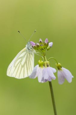 Yeşil damarlı beyaz (Pieris napi) kelebek dinlenme ve n besleme