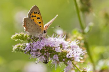 Küçük ya da ortak bakır kelebek lycaena phlaeas portre