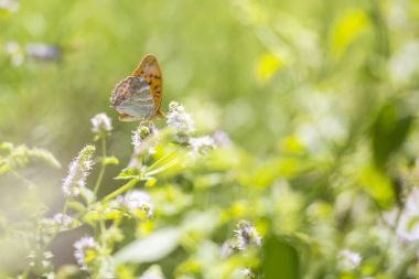 Gümüş yıkanmış fritillary kelebek Argynnis paphia portre