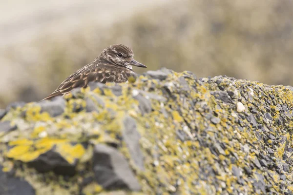 Primer plano de una piedra angular de Rubby Arenaria interpres wading bird fora — Foto de Stock