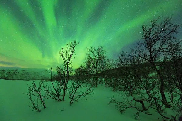 Aurores boréales au-dessus des arbres dans un paysage hivernal . — Photo