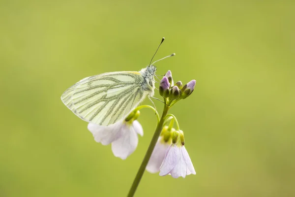 白 (モンシロチョウ napi) 蝶の休息を緑の縞模様があり、n を供給 — ストック写真