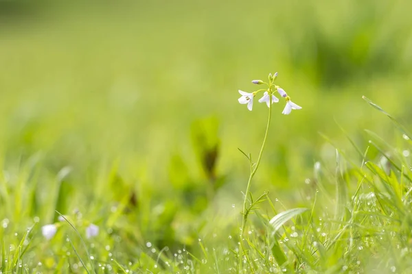 Coccinelle (cardamine pratensis) fleurissant dans un m humide et frais — Photo